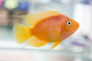 Papağan Balığı. Akvaryum kan papağan cichlid (ya da daha yaygın ve eski papağan cichlid olarak bilinen) midas ve redhead cichlid arasında olduğu düşünülen bir melez.