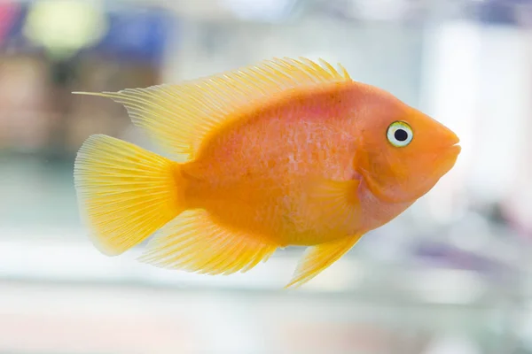 Pescado Loro Cíclido Loro Sangre Del Acuario Más Comúnmente Anteriormente —  Fotos de Stock