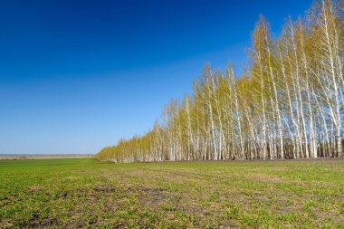 Eşit iniş huş ağacı. Bir spri üzerinde genç yeşil yaprakları ile Huş ağacı