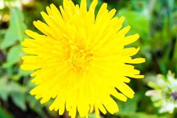 Dandelion close up. Dandelion plant with a fluffy yellow bud. Ma — Stock Photo, Image