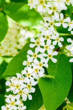 Yumuşak güneş ışığında çiçek açan kuş kiraz (Prunus padus). Akışı