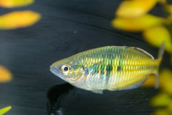 Boesemani Rainbow Fish Rainbow Fish Vrouwelijk Uit Het Geslacht Melanotaenia — Stockfoto