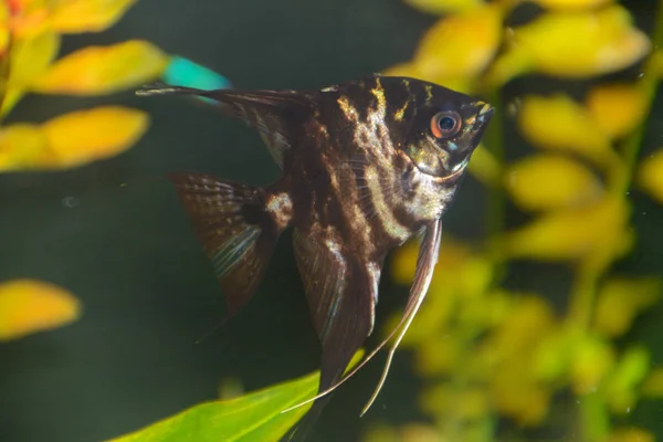 Pterophyllum Scalaire Angelfish Van Vissen Rode Duivel Scalair Een Mooie — Stockfoto