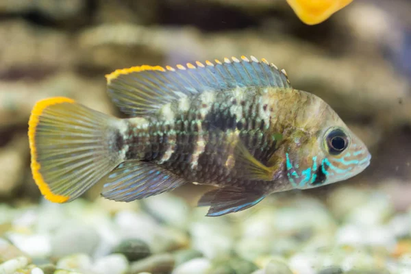 水族馆鱼矮西利德 阿皮斯图玛尼西塞尼是一种奇利德鱼 是秘鲁南部高度受限的当地黑水栖息地特有的 — 图库照片