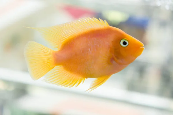 Parrot Fish. The aquarium blood parrot cichlid (or more commonly and formerly known as parrot cichlid) is a hybrid thought to be between the midas and the redhead cichlid.