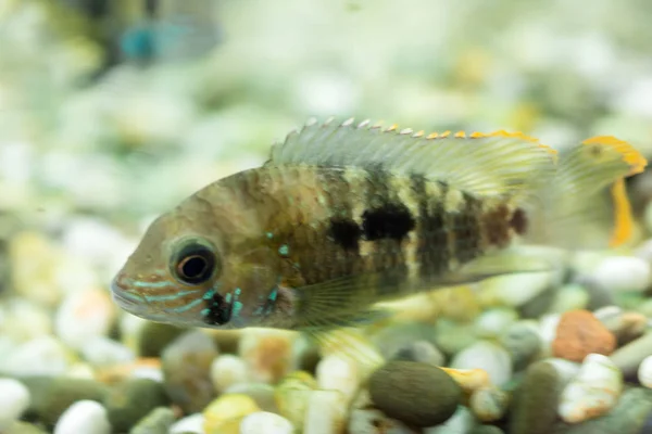 Akvariedverg Cichlid Apistogramma Nijsseni Art Ciklidfisk Endemisk Til Sterkt Begrensede – stockfoto