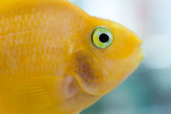 Parrot Fish. The aquarium blood parrot cichlid (or more commonly and formerly known as parrot cichlid) is a hybrid thought to be between the midas and the redhead cichlid.