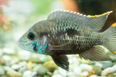 Akvaryum balığı cüce Cichlid. Apistogramma nijsseni, Güney Peru 'da son derece kısıtlı yerel siyah su habitatlarının endemiği olan bir Çiklit balığı türüdür..