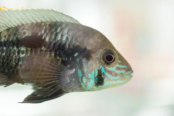 Aquarium Fish Dwarf Cichlid Apistogramma Nijsseni Species Cichlid Fish Endemic — Stock Photo, Image