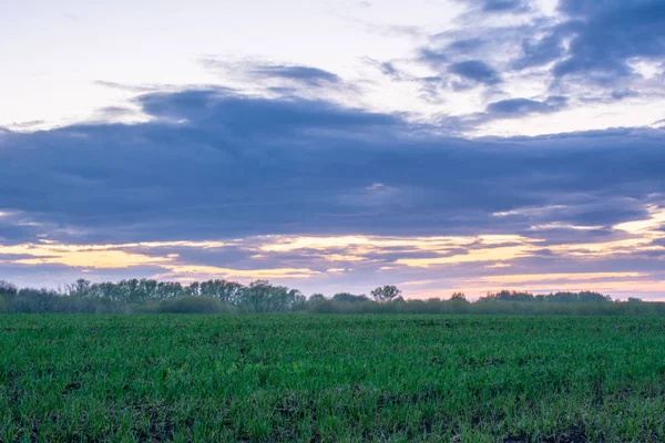 Beautiful summer landscape: sunset, trees, fresh green grass, fo