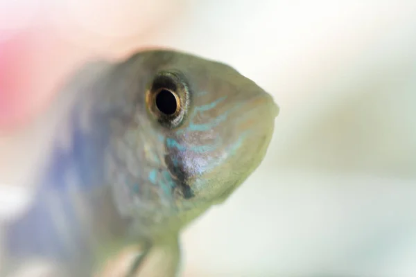 Aquarium Fish Dwarf Cichlid Apistogramma Nijsseni Species Cichlid Fish Endemic — Stock Photo, Image