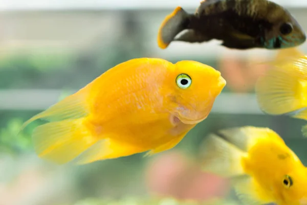 Papuga Ryba Akwarium Krew Papuga Pielęgnica Lub Częściej Dawniej Znany — Zdjęcie stockowe