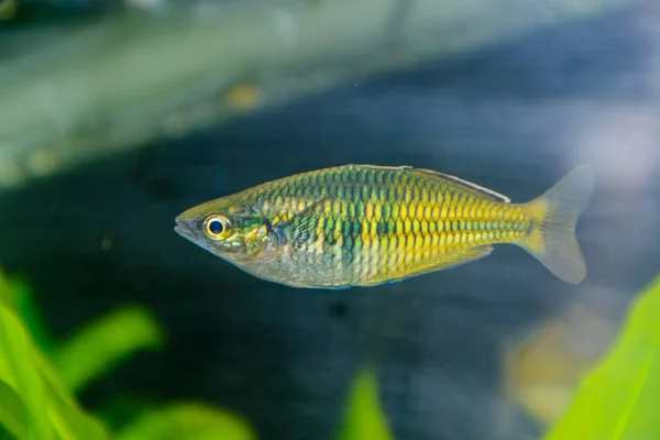 Boesemani Rainbow Fish. Rainbow fish female from genus Melanotaenia in aquarium. One of the most beautiful fresh water aquarium fish in the world.