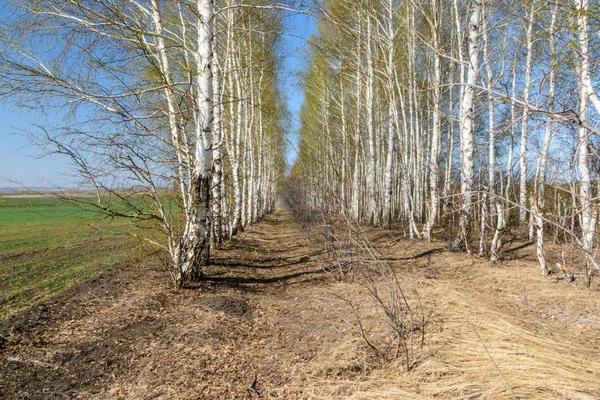 Тропинка среди посадки деревьев. Березы в весенний солнечный день. Sprin — стоковое фото