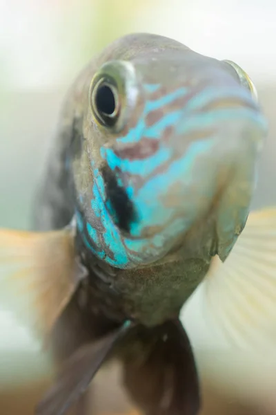 Aquarium Fish Dwarf Cichlid Apistogramma Nijsseni Species Cichlid Fish Endemic — Stock Photo, Image