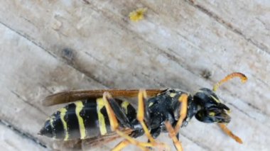 Böcek kovucuya arı reaksiyonu. Sislenme. Böceklerin yok edilmesi. Zararlılarla.