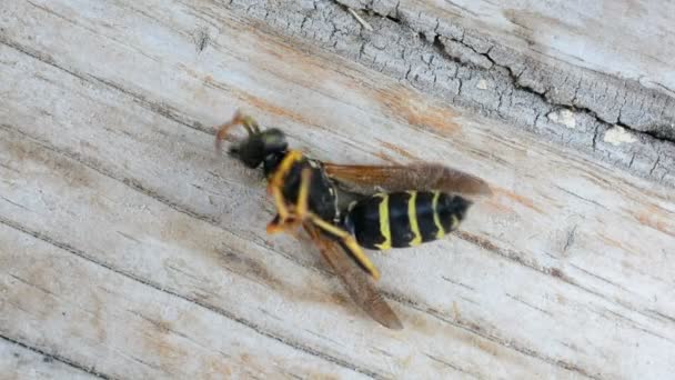 Wasp reaktion på insektsmedel. Fogation. Utrotning av insekter. Skadedjursbekämpning. — Stockvideo