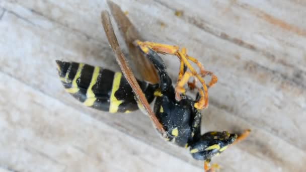 Wasp reaktion på insektsmedel. Fogation. Utrotning av insekter. Skadedjursbekämpning. — Stockvideo