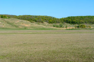 Güzel bahar manzara: ağaçlar, orman, dağlar, tepeler, fie