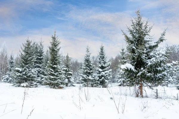 Fondo Navidad Con Abetos Nevados Árboles Cubiertos Nieve Bosque Invernal — Foto de Stock