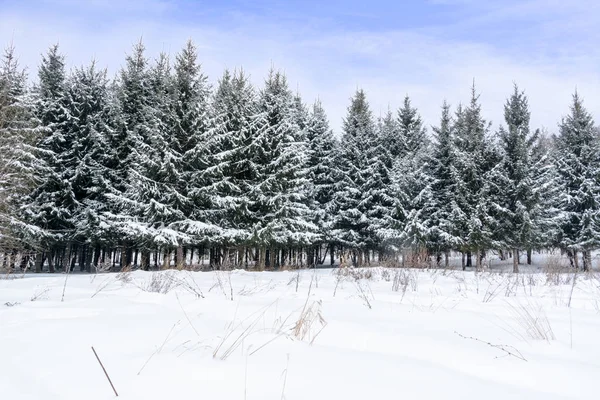Fond Noël Avec Sapins Neigeux Arbres Couverts Neige Dans Forêt — Photo