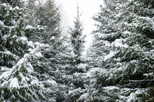 Fondo Navidad Con Abetos Nevados Árboles Cubiertos Nieve Bosque Invernal — Foto de Stock