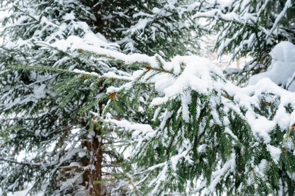 Vánoční Zázemí Zasněžené Větve Jedlí Zimním Lese Sněžilo Stromy Zimní — Stock fotografie