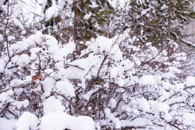 Prunus padus, kuş kiraz, hackberry, hagberry veya Mayd olarak bilinen