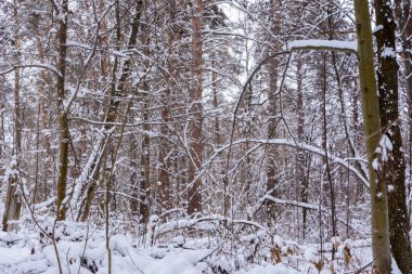 Kış manzarası. Karlı ağaçlar, Don, büyük snowdrifts ve snowfal