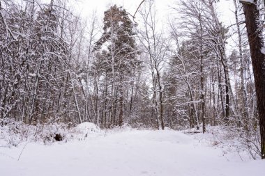 Kış manzarası. Karlı ağaçlar, Don, büyük snowdrifts ve snowfal