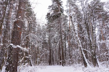 Kış manzarası. Karlı ağaçlar, Don, büyük snowdrifts ve snowfal
