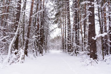 Kış manzarası. Karlı ağaçlar, Don, büyük snowdrifts ve snowfal