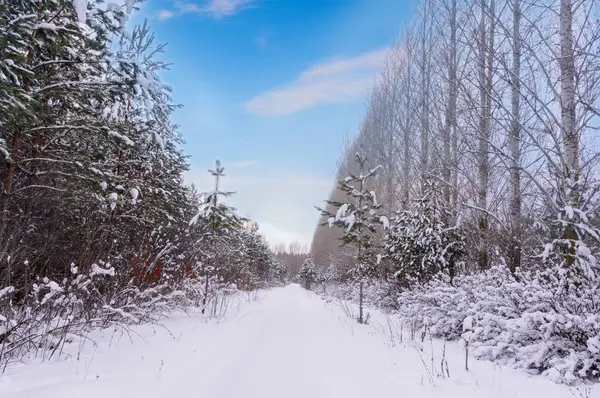 Paisaje invernal. Árboles nevados, heladas, grandes nevadas y nieve — Foto de Stock