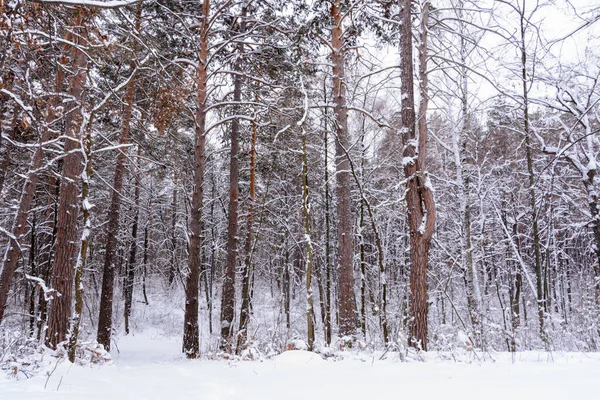 Paisaje invernal. Árboles nevados, heladas, grandes nevadas y nieve — Foto de Stock