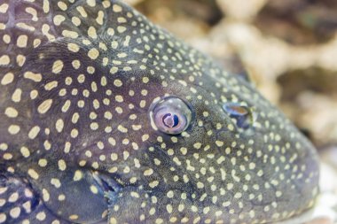Akvaryum Balık Bushymouth yayın balığı (Ancistrus dolichopterus). Ancistrus dolichopterus, Ancistrus türlerinden biri olan Bushymouth yayın balığı, Brezilya'ya özgü bir zırhlı yayın balığı türüdür..
