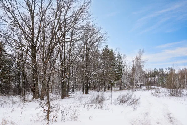 Paysage hivernal. Arbres enneigés, givre, grosses dérives de neige et chasse-neige — Photo
