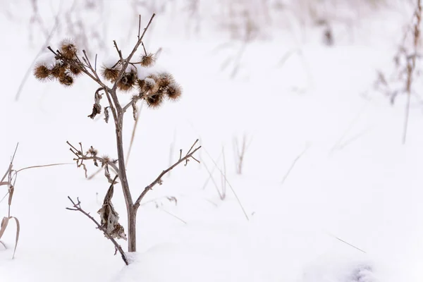 Bardana congelada planta no fundo neve . — Fotografia de Stock
