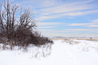 Kış manzarası. Karlı alan, ağaçlar ve güzel mavi gökyüzü. Kazanmak