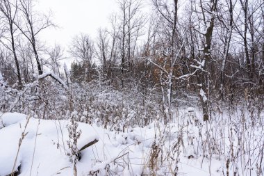Kış manzarası. Karlı ağaçlar, Don, büyük snowdrifts ve snowfal