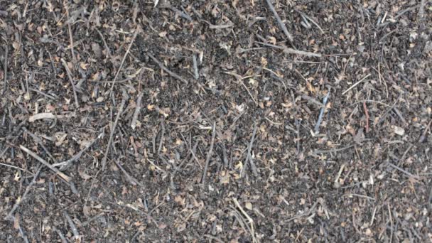 Formigas Movem Lentamente Redor Formigueiro Anthill Close — Vídeo de Stock