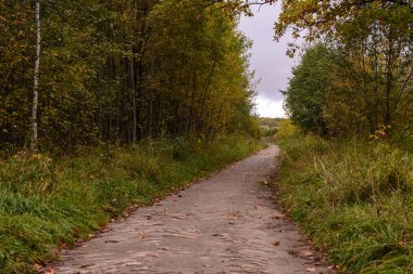 Ormanın içinden geçen patika. Sonbahar sezonunda altın orman manzara ayarı. Düşmüş yapraklar.