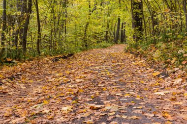 Ormanın içinden geçen patika. Sonbahar sezonunda altın orman manzara ayarı. Düşmüş yapraklar.