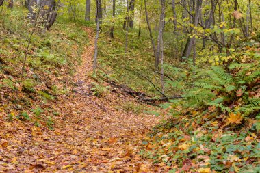 Ormanın içinden geçen patika. Sonbahar sezonunda altın orman manzara ayarı. Düşmüş yapraklar.