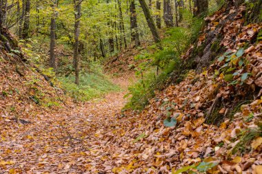 Ormanın içinden geçen patika. Sonbahar sezonunda altın orman manzara ayarı. Düşmüş yapraklar.