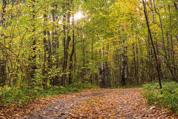 Trail winding through a forest. Golden forest landscape setting during the autumn season. The fallen foliage.