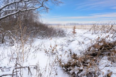 Kış manzarası. Karlı alan, ağaçlar ve güzel mavi gökyüzü. Kazanmak