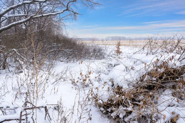 Paysage hivernal. Champ enneigé, arbres et beau ciel bleu. Gagner — Photo