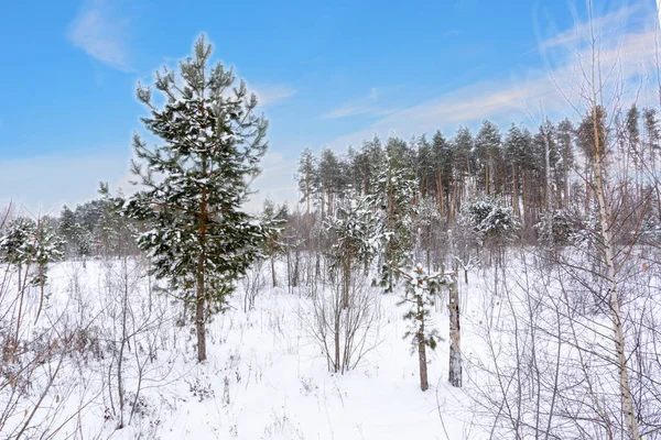 Paysage hivernal. Arbres enneigés, givre, grosses dérives de neige et chasse-neige — Photo