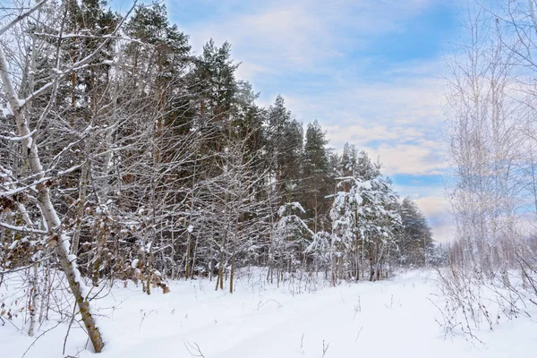 Paisaje invernal. Árboles nevados, heladas, grandes nevadas y nieve — Foto de Stock