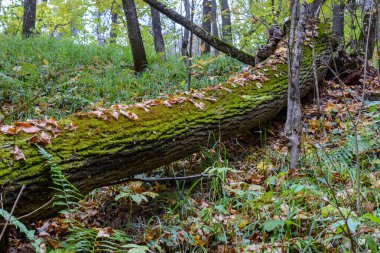 Ağaç gövdesindeki yosun. Gro üzerinde sarı yaprakları ile ormanlık Sonbahar